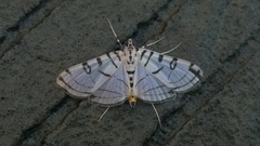 Conchylodes erinalis