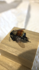 Bombus ternarius