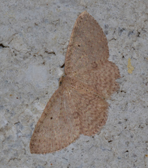 Poecilasthena anthodes