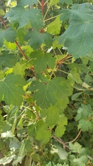 Acer glabrum glabrum