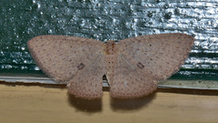 Poecilasthena anthodes