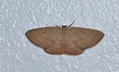 Poecilasthena anthodes