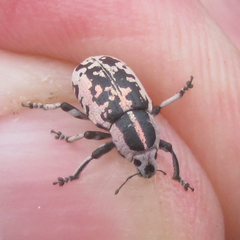 Eudiagogus rosenschoeldi