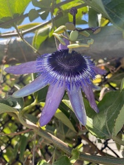 Passiflora amethystina × caerulea