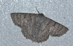 Crypsiphona tasmanica