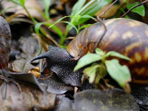 Archachatina marginata