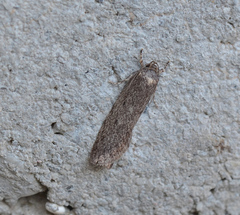 Ericrypsina ductaria