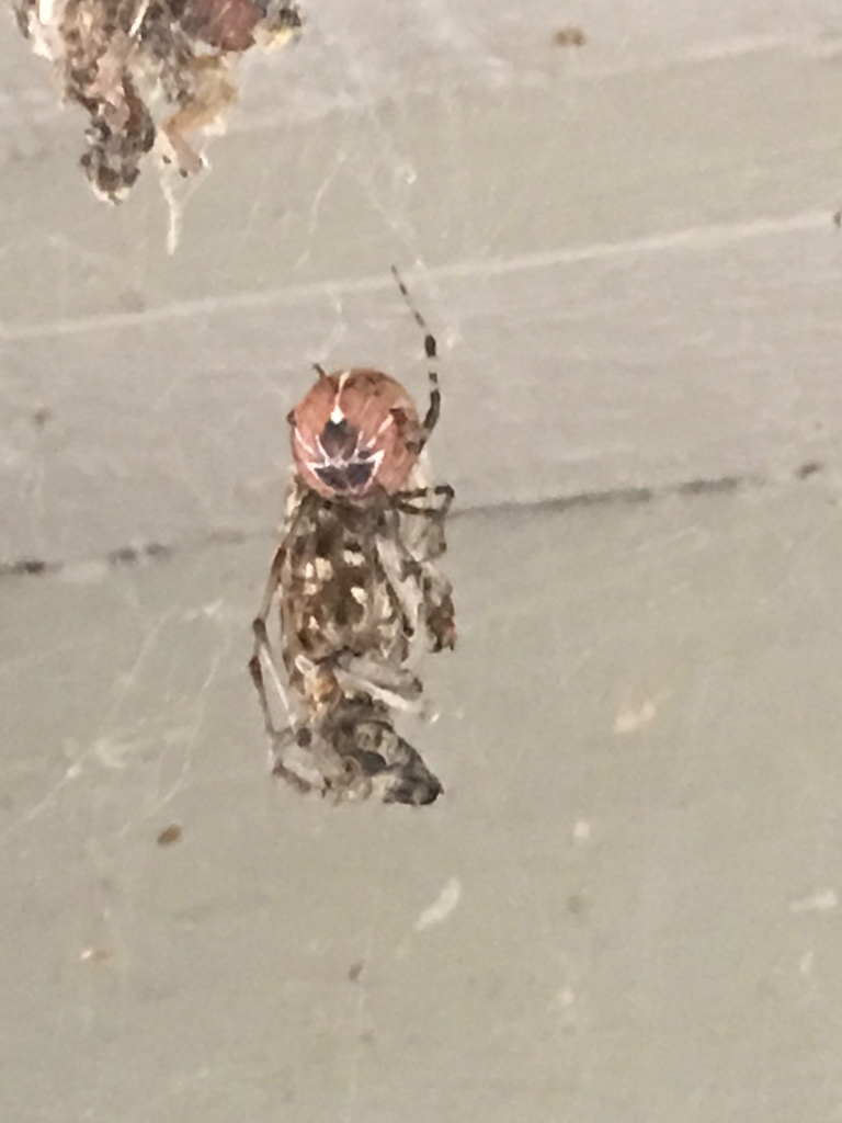 Tent Cobweb Weaver