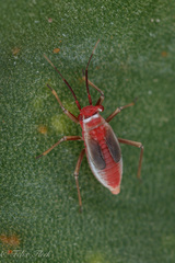 Hesperolabops gelastops