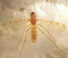 Sylvicola fenestralis