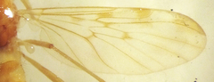 Sylvicola fenestralis