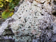 Buellia trachyspora