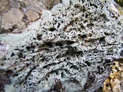 Buellia trachyspora