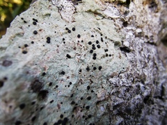 Buellia trachyspora