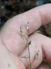 Neottia smallii