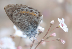 Euphilotes pallescens