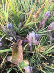 Chloropyron maritimum