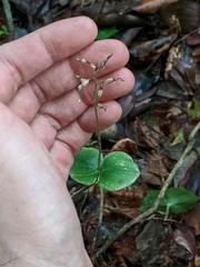 Neottia smallii