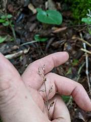 Neottia smallii