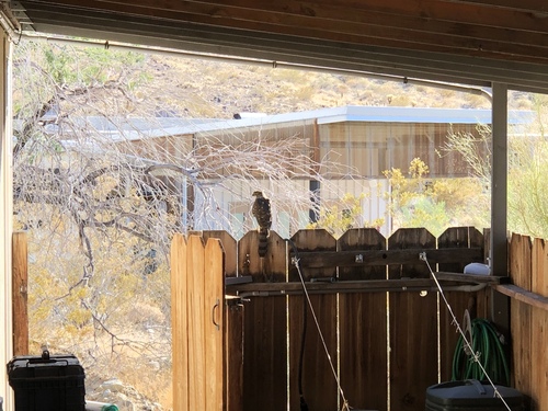 iNaturalist observation photo of Cooper's Hawk
