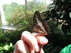 Charaxes brutus
