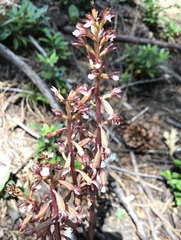 Corallorhiza maculata occidentalis