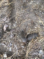 Microtus californicus