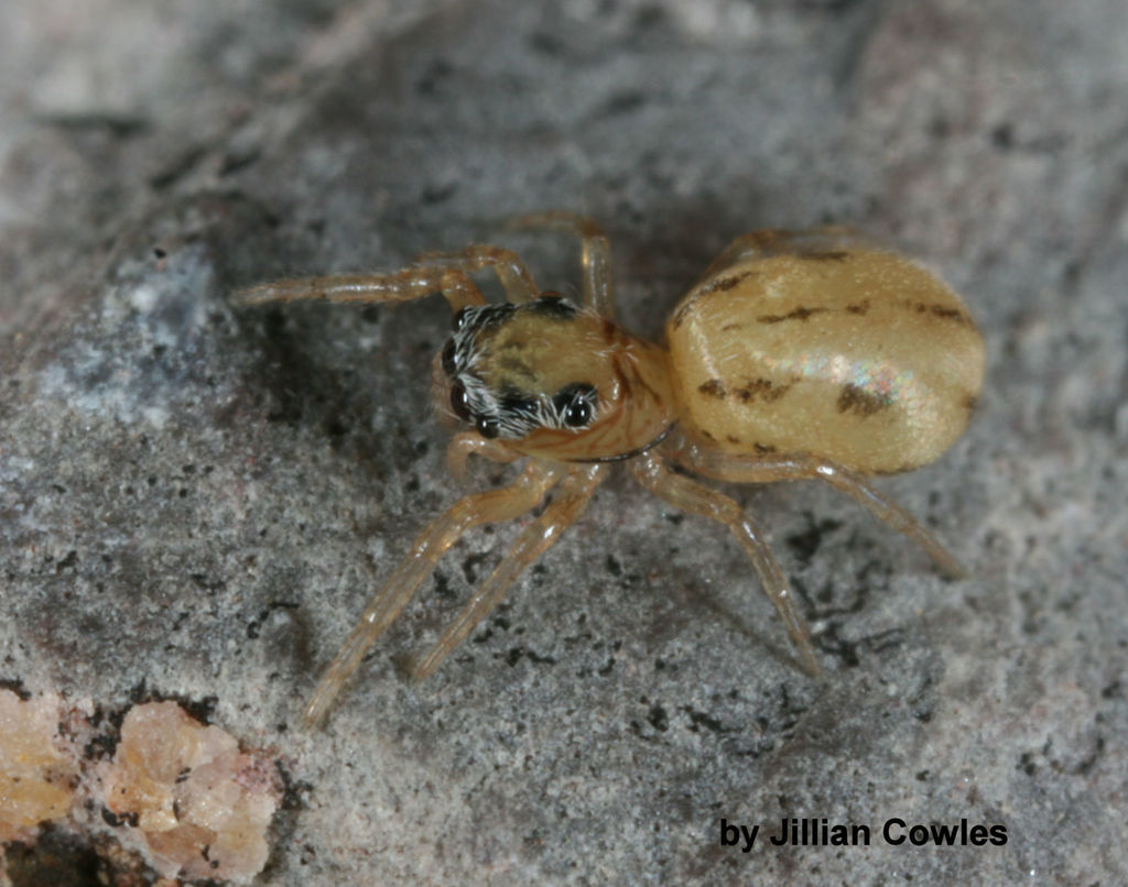 Cyllodania
