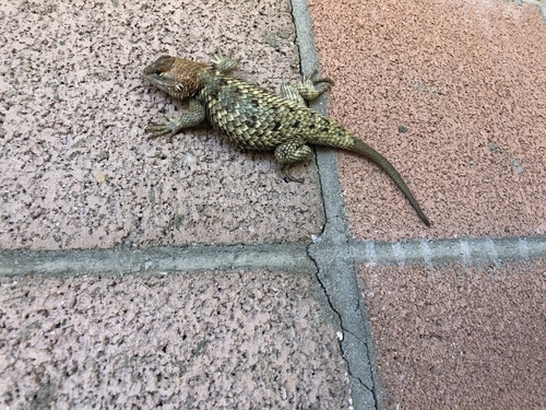 iNaturalist observation photo of Desert Spiny Lizard