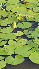 Nymphaea mexicana