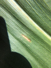 Cercospora zeae-maydis