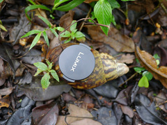 Archachatina marginata