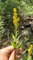 Solidago elongata
