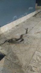 Chilabothrus striatus