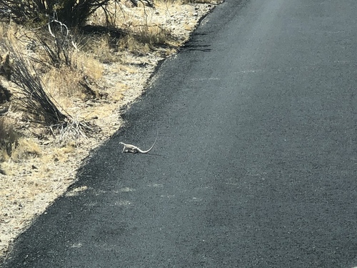 iNaturalist observation photo of Desert Iguana