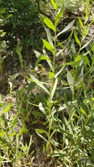 Solidago elongata
