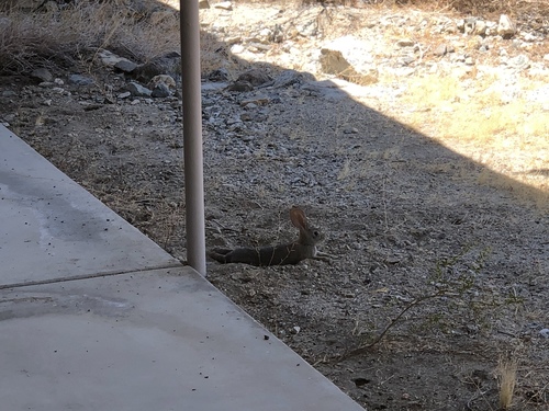 iNaturalist observation photo of Desert Cottontail