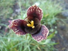 Tigridia vanhouttei