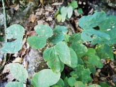 Bauhinia macranthera