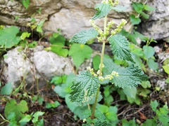 Urtica chamaedryoides