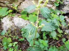 Urtica chamaedryoides