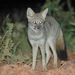 Hoary Fox - Photo (c) Mario Barroso, some rights reserved (CC BY), uploaded by Mario Barroso