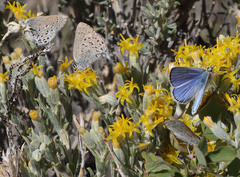 Satyrium semiluna