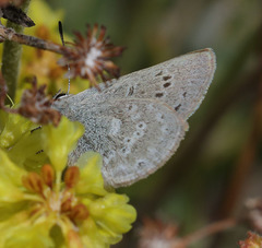 Satyrium semiluna