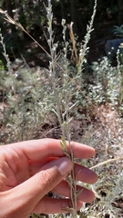 Artemisia arbuscula