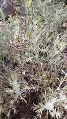 Artemisia arbuscula
