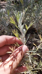 Artemisia arbuscula