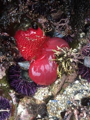 Cribrinopsis albopunctata