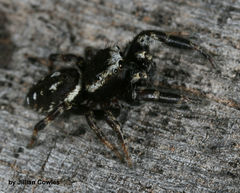 Dendryphantes nigromaculatus