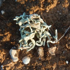 Xanthoparmelia convoluta